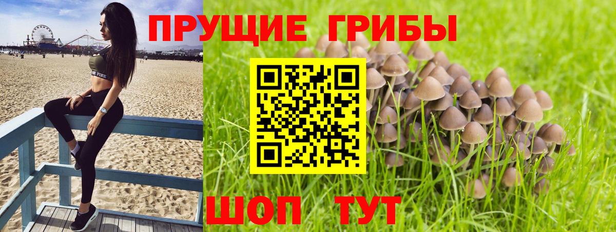 Псилоцибиновые грибы мицелий  где можно купить наркотик  Светлоград 